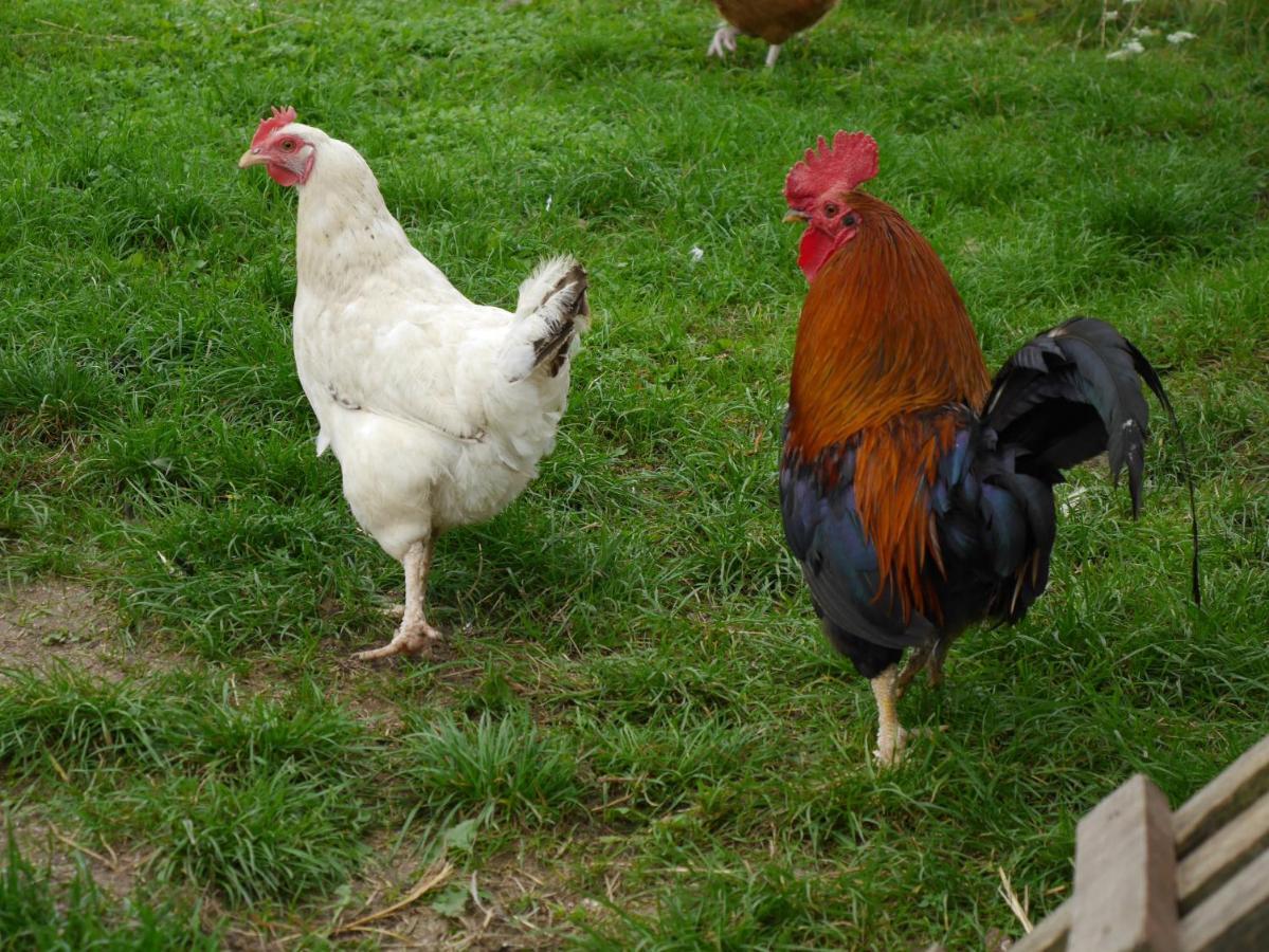 Agroturystyka "Pod Ptasia Gora" Golubie Eksteriør billede
