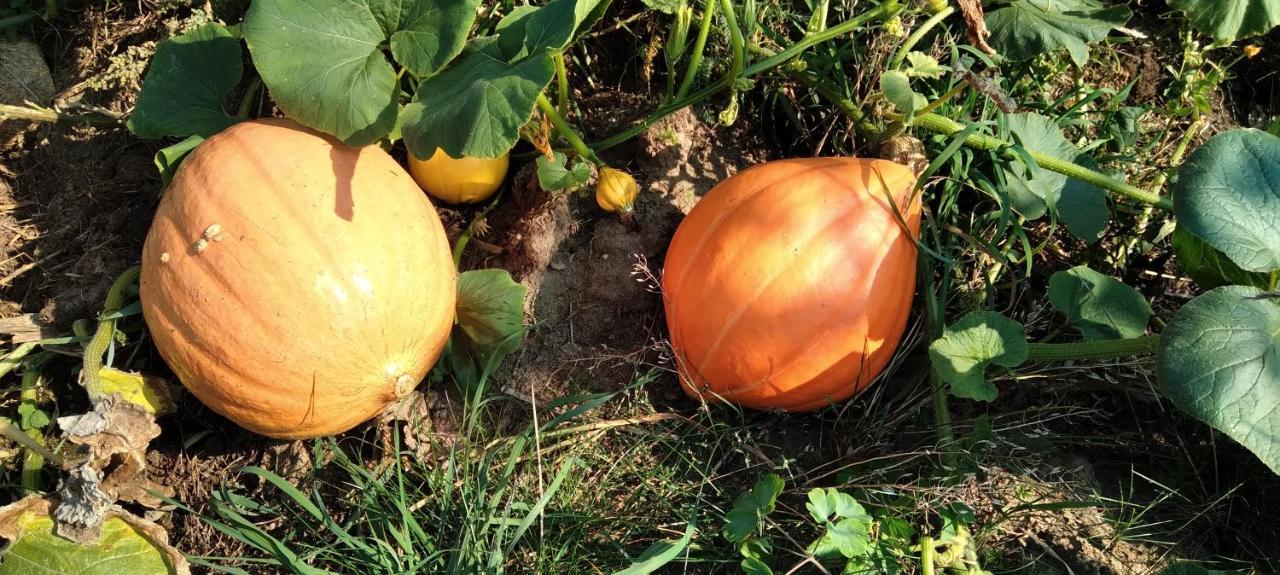 Agroturystyka "Pod Ptasia Gora" Golubie Eksteriør billede