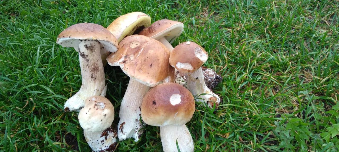 Agroturystyka "Pod Ptasia Gora" Golubie Eksteriør billede